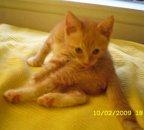 [picture of Arabella, a Domestic Short Hair orange tabby/white\ cat] 