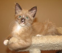 [picture of Ted E. Bear, a Siamese/Domestic Long Hair-x chocolate/white\ cat] 