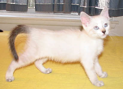 [another picture of Wanda, a Siamese/Domestic Medium Hair-x lilac point\ cat] 