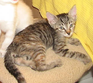 [another picture of Wilhelmina, a Domestic Short Hair brown tabby/white\ cat] 