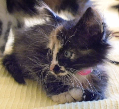 [picture of Wendy, a Domestic Medium Hair calico\ cat] 