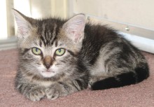 [another picture of Hope, a Domestic Short Hair classic tabby\ cat] 