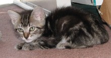 [picture of Hope, a Domestic Short Hair classic tabby\ cat] 