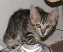 [picture of Lexi, a Domestic Short Hair brown classic tabby\ cat] 