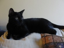[picture of Maurice, a Domestic Short Hair black\ cat] 
