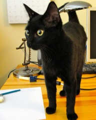 [another picture of Marzipan, a Domestic Short Hair black\ cat] 