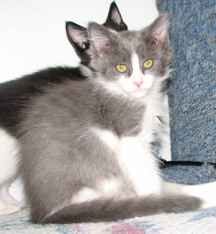 [another picture of Billy, a Domestic Medium Hair gray/white\ cat] 