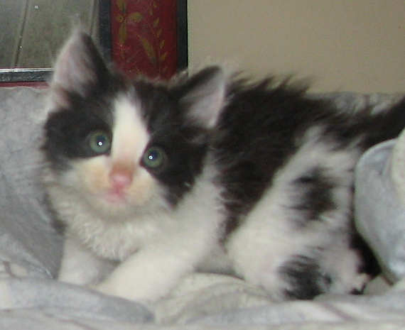 [another picture of Harry, a Domestic Medium Hair black/white\ cat] 