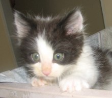 [picture of Harry, a Domestic Medium Hair black/white\ cat] 