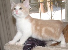 [another picture of Cody, a Domestic Short Hair buff/white\ cat] 