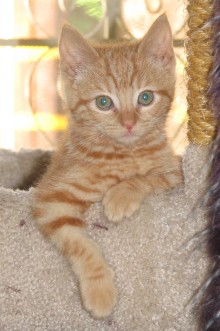 [another picture of Candy, a Domestic Short Hair classic orange tabby\ cat] 