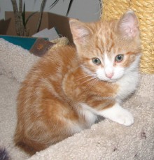 [another picture of C.j., a Domestic Short Hair classic orange tabby/white\ cat] 