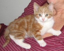 [picture of C.j., a Domestic Short Hair classic orange tabby/white\ cat] 