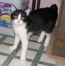 [picture of Prince, a Manx-x black/white\ cat] 