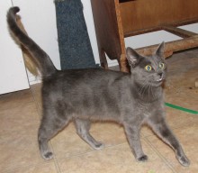 [another picture of Holly, a Domestic Short Hair gray\ cat] 