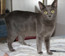 [picture of Holly, a Domestic Short Hair gray\ cat] 