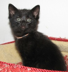 [another picture of Ivy, a Domestic Short Hair black\ cat] 