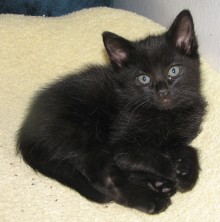 [picture of Ivy, a Domestic Short Hair black\ cat] 