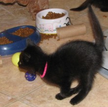 [another picture of Ebony, a Domestic Short Hair black\ cat] 