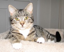[another picture of Stormy, a Domestic Short Hair mackeral tabby/white\ cat] 