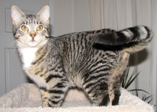 [picture of Stormy, a Domestic Short Hair mackeral tabby/white\ cat] 