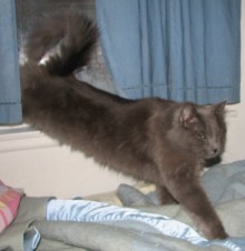 [another picture of Norman, a Domestic Medium Hair gray\ cat] 