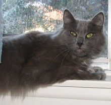 [picture of Norman, a Domestic Medium Hair gray\ cat] 