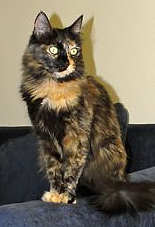 [picture of Abby, a Domestic Long Hair tortoiseshell\ cat] 