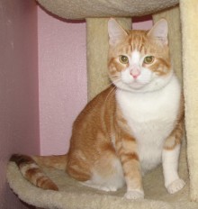 [picture of Rhett, a Domestic Short Hair orange tabby/white\ cat] 