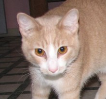 [picture of Nacho, a Domestic Short Hair buff/white\ cat] 