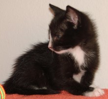 [another picture of Peanut, a Domestic Short Hair black/white\ cat] 