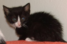 [picture of Peanut, a Domestic Short Hair black/white\ cat] 