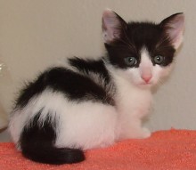 [another picture of Crackers, a Domestic Short Hair white/black\ cat] 