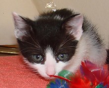 [picture of Crackers, a Domestic Short Hair white/black\ cat] 