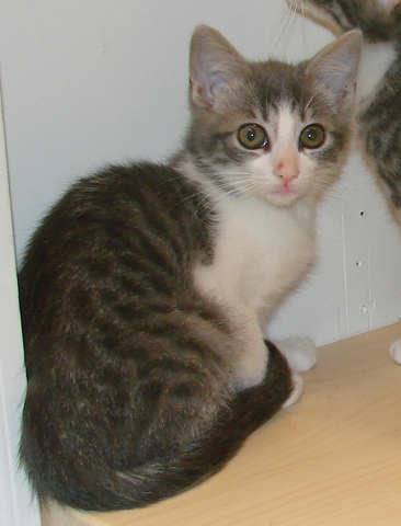 [another picture of Popcorn, a Domestic Short Hair gray tabby/white\ cat] 