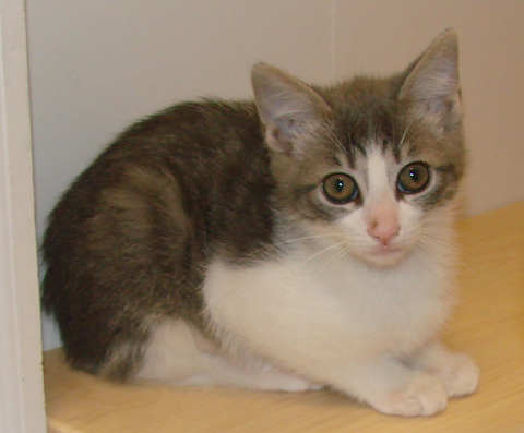 [picture of Popcorn, a Domestic Short Hair gray tabby/white\ cat] 