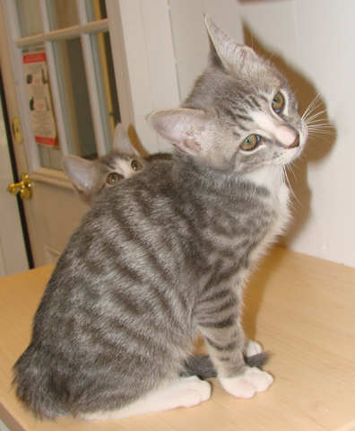 [another picture of , a Domestic Short Hair gray tabby/white\ cat] 