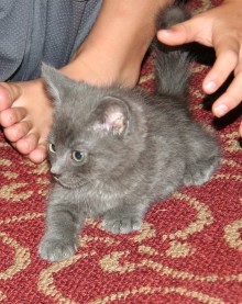 [picture of Greg, a Domestic Short Hair gray\ cat] 