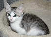 [another picture of Georgie, a Domestic Short Hair gray tabby/white\ cat] 