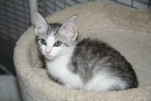 [picture of Georgie, a Domestic Short Hair gray tabby/white\ cat] 