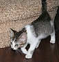 [another picture of Gina, a Domestic Short Hair gray tabby/white\ cat] 