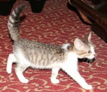 [picture of Gina, a Domestic Short Hair gray tabby/white\ cat] 