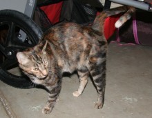 [another picture of Nancy, a Domestic Short Hair tortoiseshell tabby\ cat] 