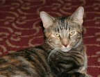 [picture of Nancy, a Domestic Short Hair tortoiseshell tabby\ cat] 