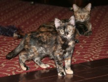 [picture of Natalie, a Domestic Short Hair tortoiseshell\ cat] 
