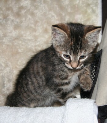 [picture of Nicole, a Domestic Short Hair tabby\ cat] 