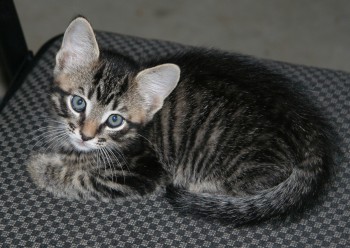 [picture of Ninja, a Domestic Short Hair tabby\ cat] 