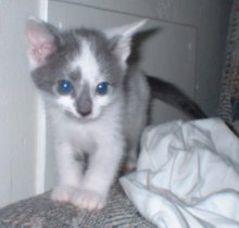 another picture of Panda Bear AKA Angel, a Domestic Short Hair white/gray