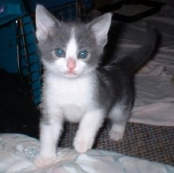 picture of Lewis, a Domestic Short Hair gray/white