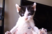 picture of Zeus, a Domestic Short Hair black/white